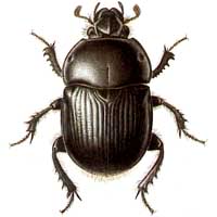 escarabat